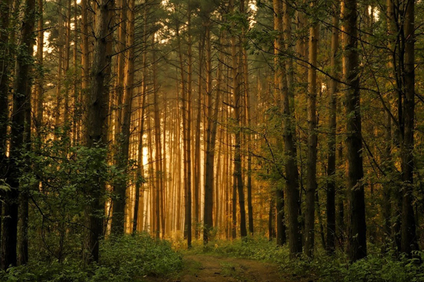 bomen bomen