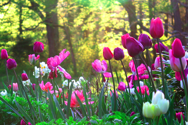 bloemen
